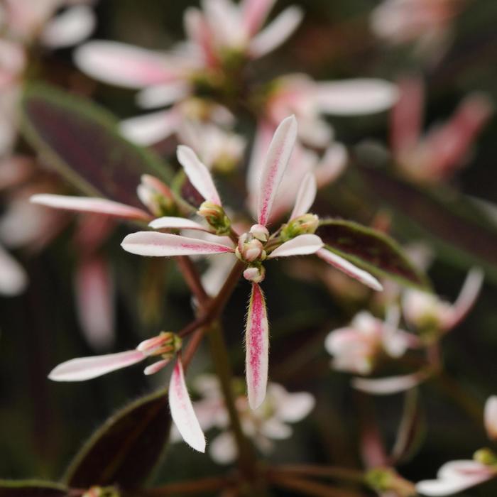 Breathless® 'Blush' - Euphorbia hypericifolia from Bloomfield Garden Center