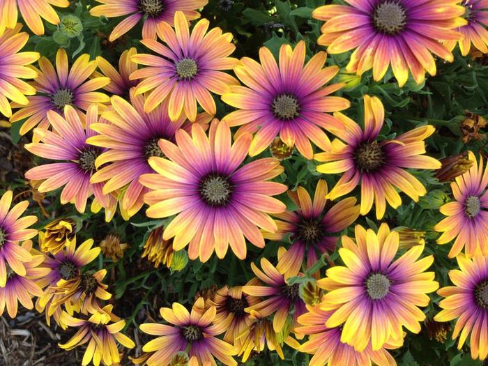 Zion™ 'Purple Sun' - Osteospermum (African Daisy) from Bloomfield Garden Center