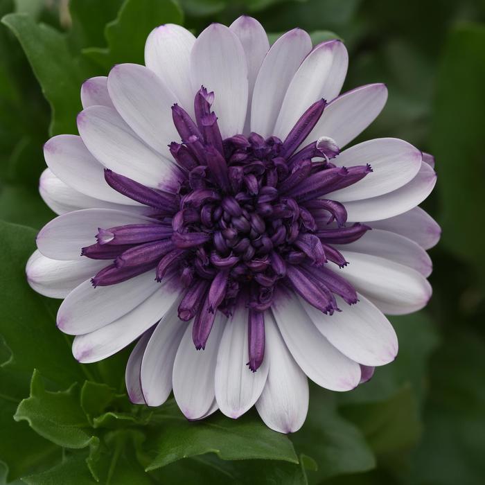 4D™ 'Violet Ice' - Osteospermum (African Daisy) from Bloomfield Garden Center