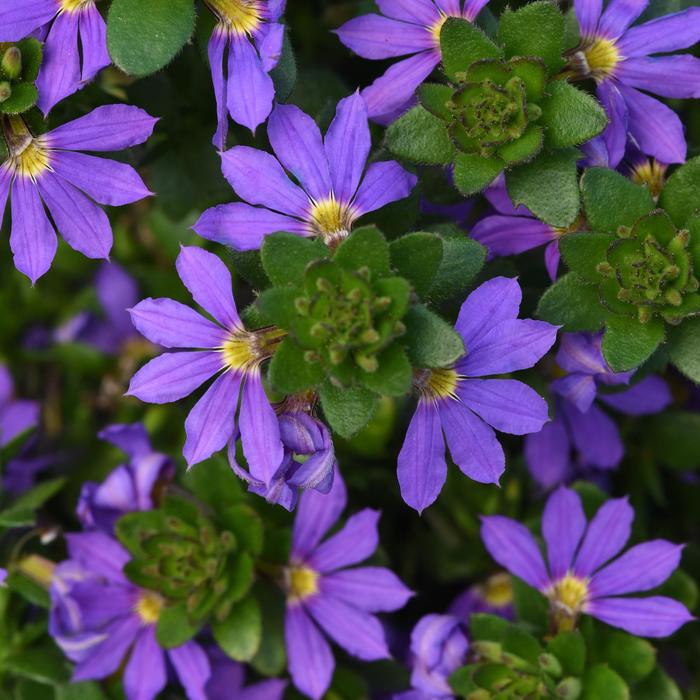 'Blue Brilliance' Fan Flower - Scaevola from Bloomfield Garden Center