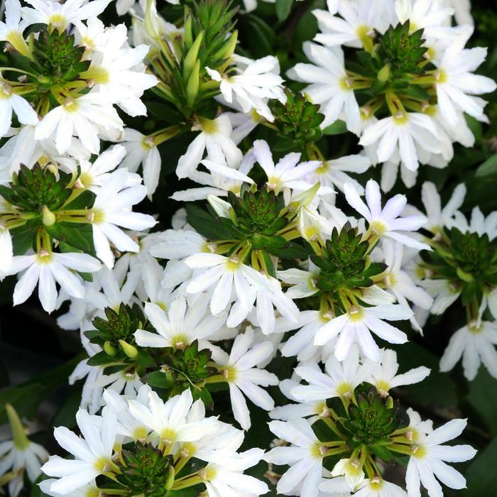 'White Sparkle' Fan Flower - Scaevola from Bloomfield Garden Center