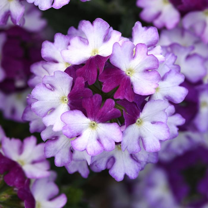 Firehouse™ 'Purple Fizz' - Verbena peruviana from Bloomfield Garden Center