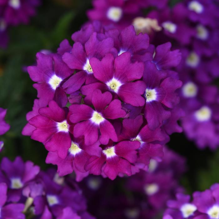 Firehouse™ 'Violet Wink' - Verbena peruviana from Bloomfield Garden Center