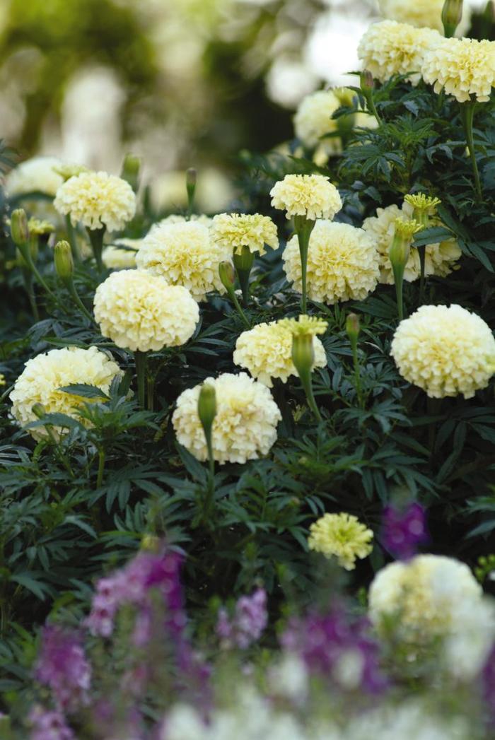Vanilla - Marigold - African from Bloomfield Garden Center Vanilla - Marigold - African from Bloomfield Garden Center