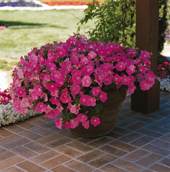 Wave® 'Purple Classic' - Petunia from Bloomfield Garden Center