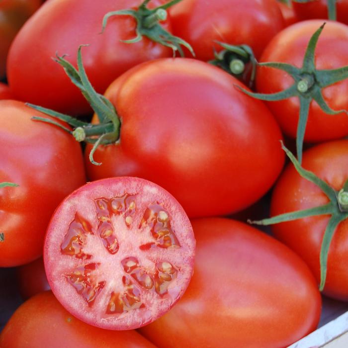 'Amish Paste' Tomato - Lycopersicon esculentum from Bloomfield Garden Center