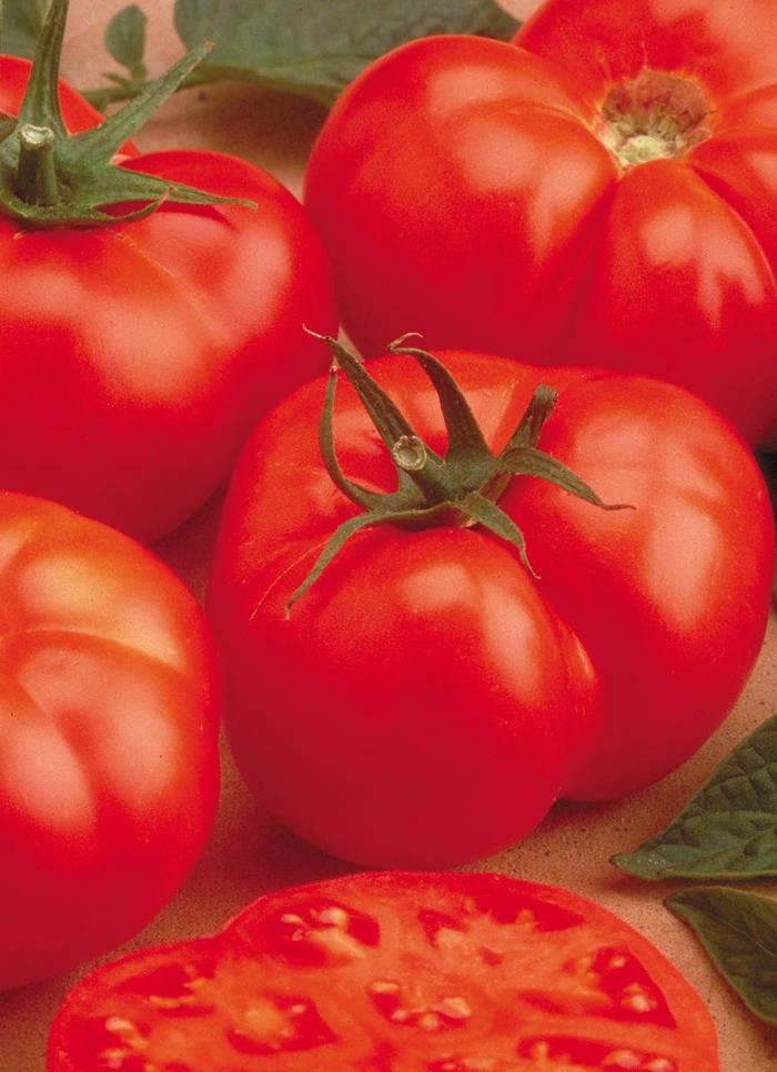 'Beefmaster' Tomato - Lycopersicon esculentum from Bloomfield Garden Center