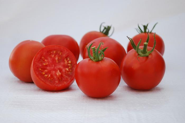 'Manitoba' Tomato - Lycopersicon esculentum from Bloomfield Garden Center