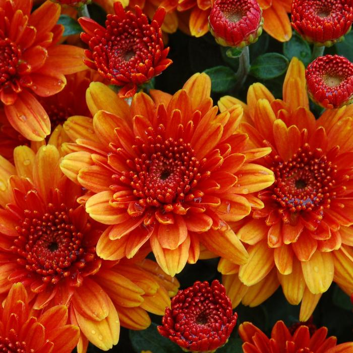 'Autumn Glow Bronze' Garden Mum - Chrysanthemum x morifolium from Bloomfield Garden Center