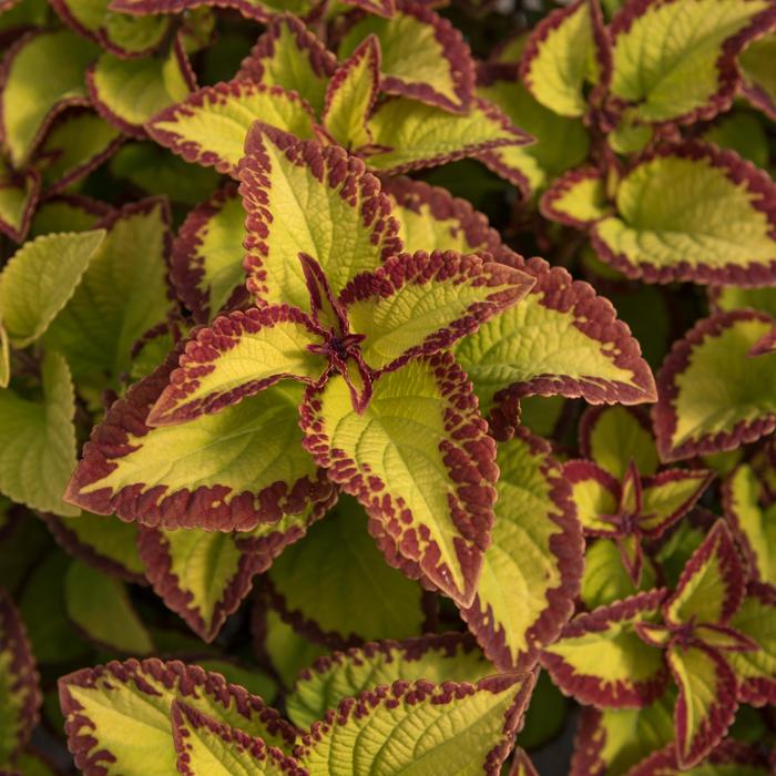 Stained Glassworks™ 'Velvet' - coleus scutellarioides from Bloomfield Garden Center