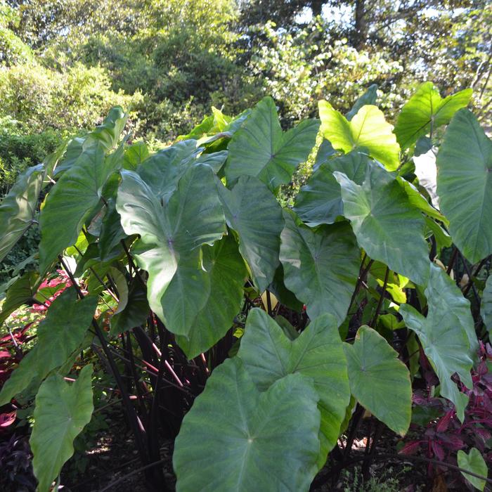 Taro - Colocasia esculenta from Bloomfield Garden Center