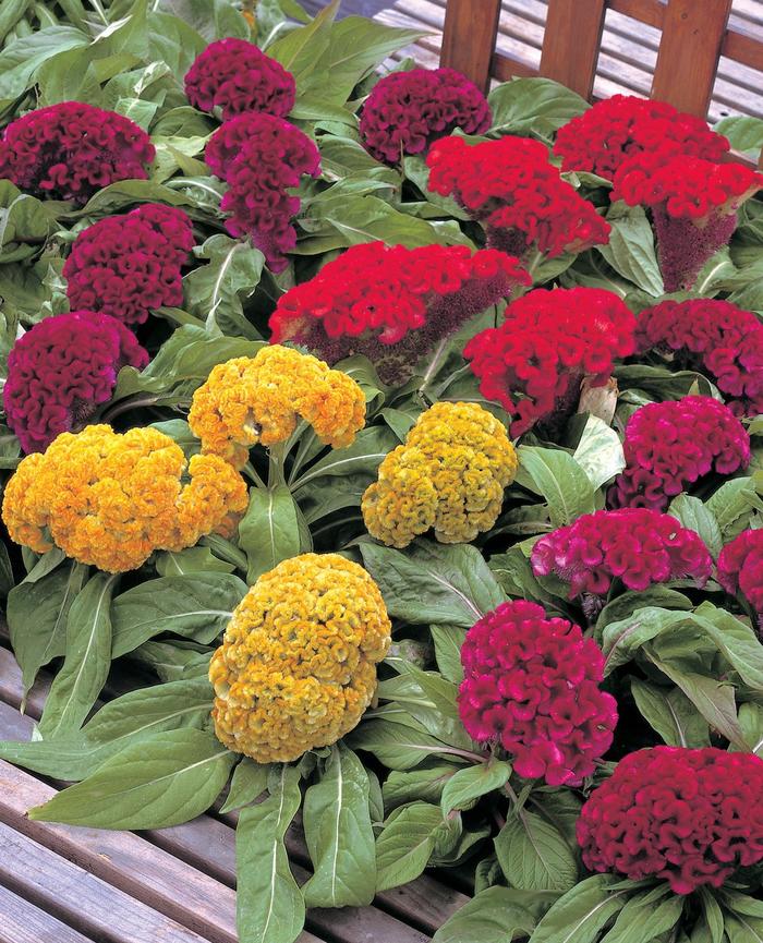 Cockscomb - Celosia cristata from Bloomfield Garden Center