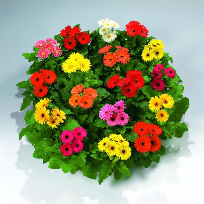 'Royal™ Premium Mix' Gerbera Daisy - Gerbera Jamesonii from Bloomfield Garden Center