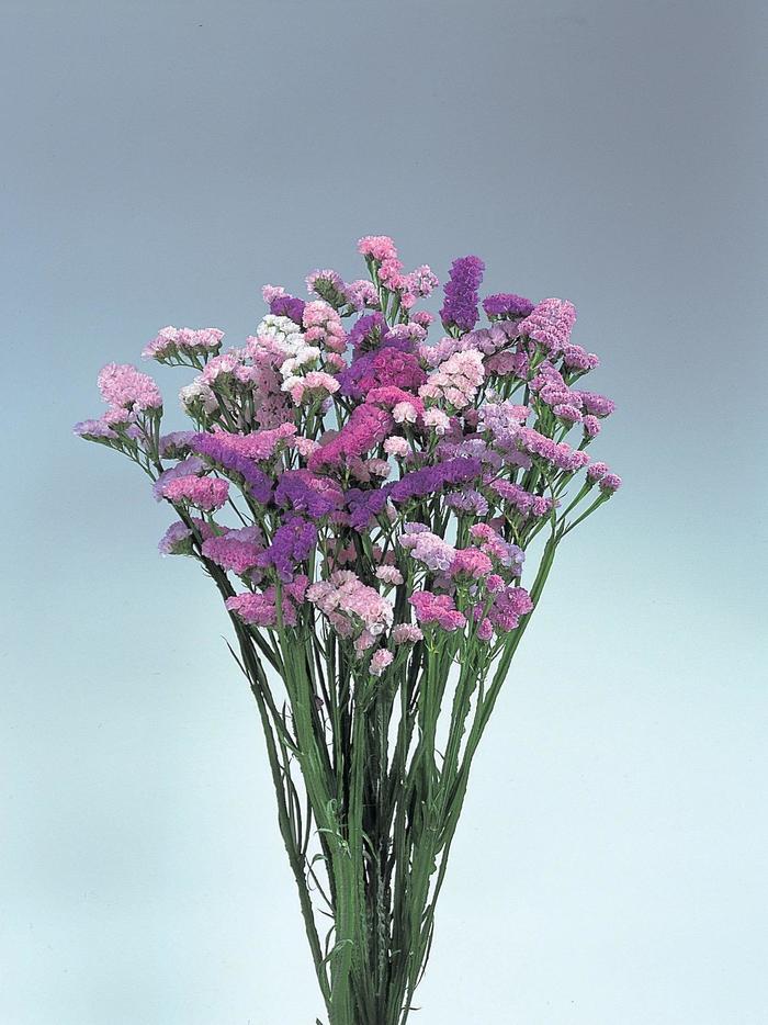 'Pastel Shades' Statice - Limonium sinuatum from Bloomfield Garden Center