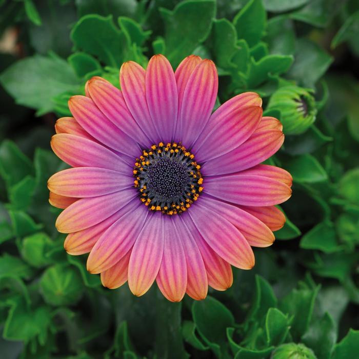 African Daisy - Osteospermum from Bloomfield Garden Center