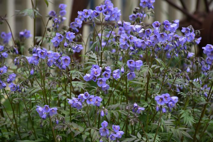 'Heaven Scent' Jacob's Ladder - Polemonium caeruleum from Bloomfield Garden Center