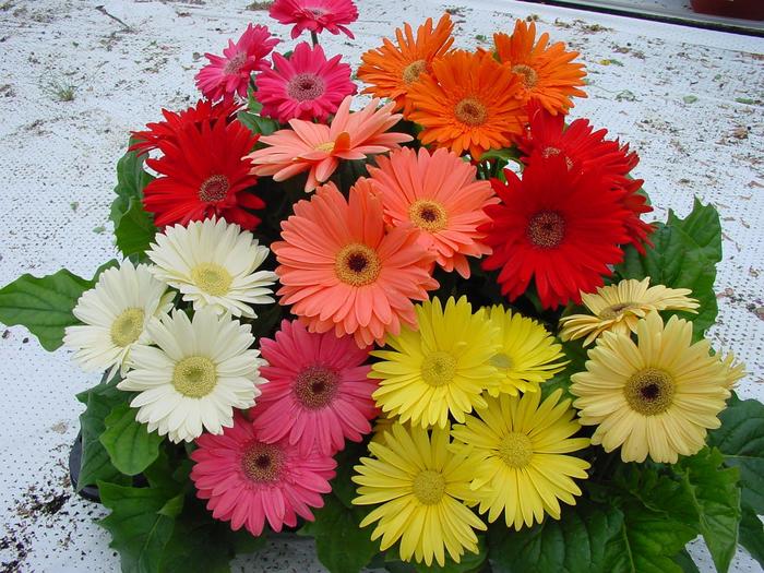 Mega Revolution™ Select Mix - Gerbera Daisy from Bloomfield Garden Center