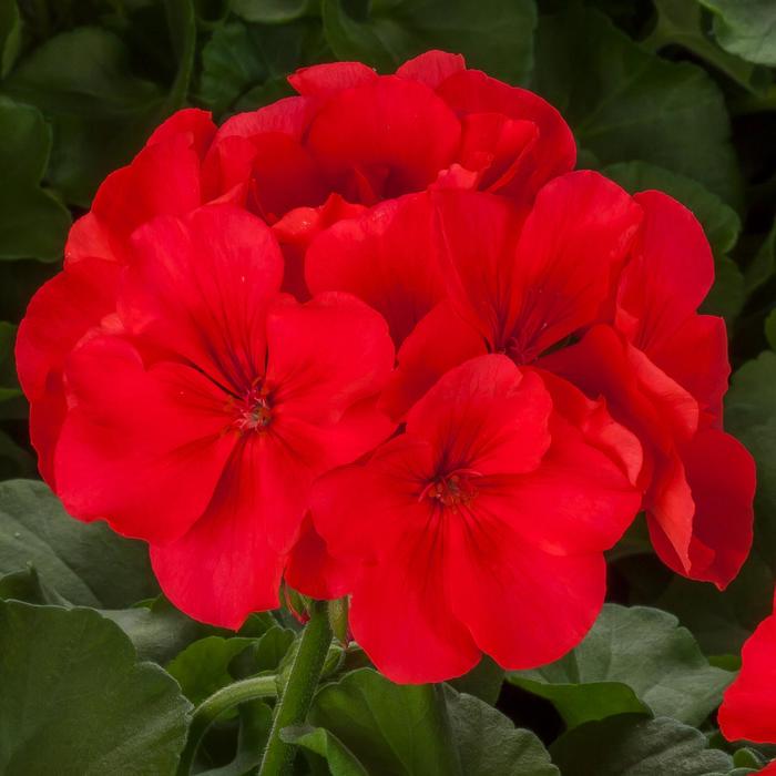 Calliope® Large 'Orange Splash' - Pelargonium (Interspecific Geranium) from Bloomfield Garden Center