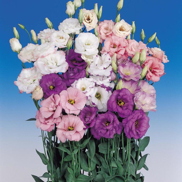 'Echo Mix' Lisianthus - Eustoma grandiflorum from Bloomfield Garden Center