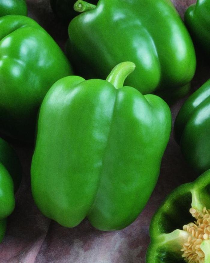 Pepper Bell Sweet Wizard Bloomfield Garden Center