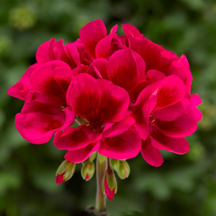 Mojo White Splash - Geranium - Interspecific from Bloomfield Garden Center