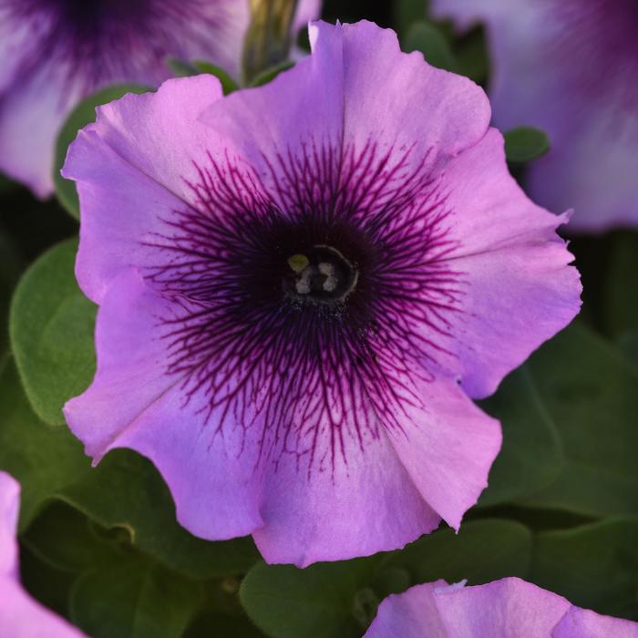 Madness Plum Crazy | Petunia | Bloomfield Garden Center