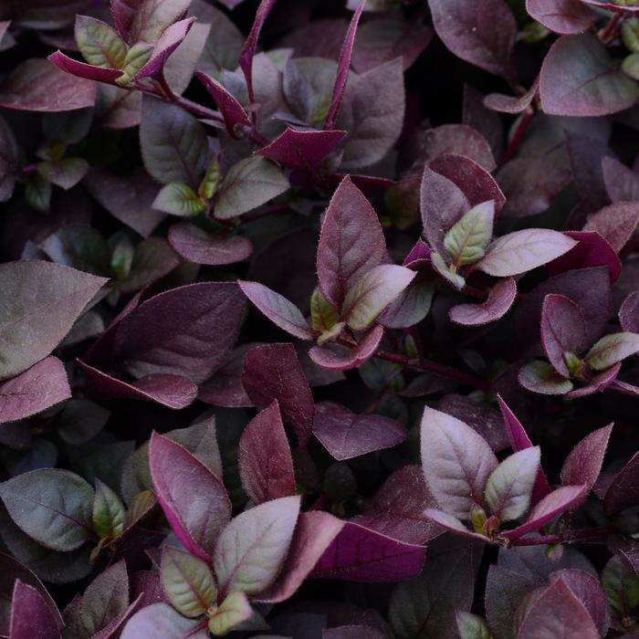 Purple Prince - Alternanthera from Bloomfield Garden Center