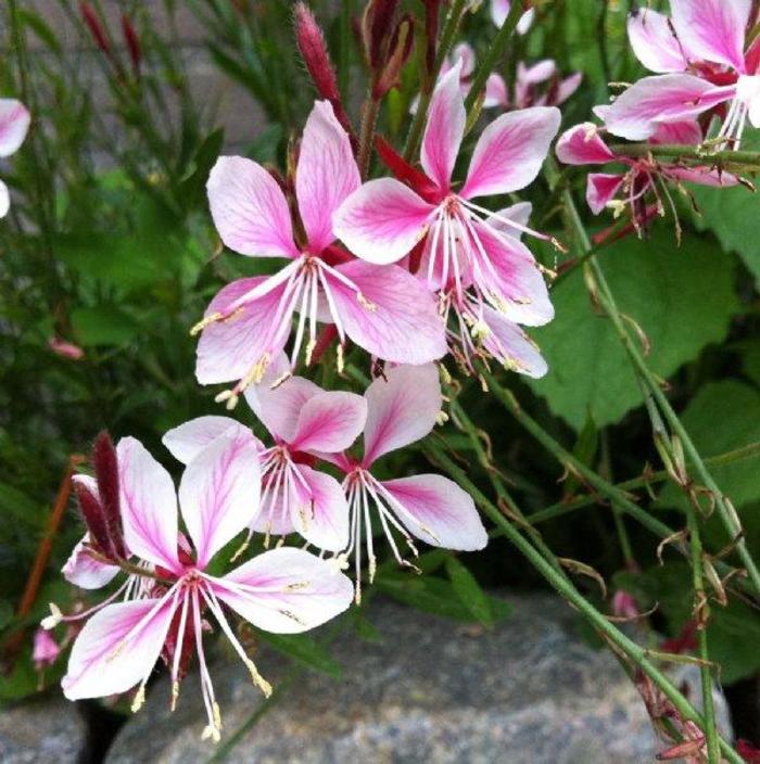 Siskiyou Pink - Gaura from Bloomfield Garden Center