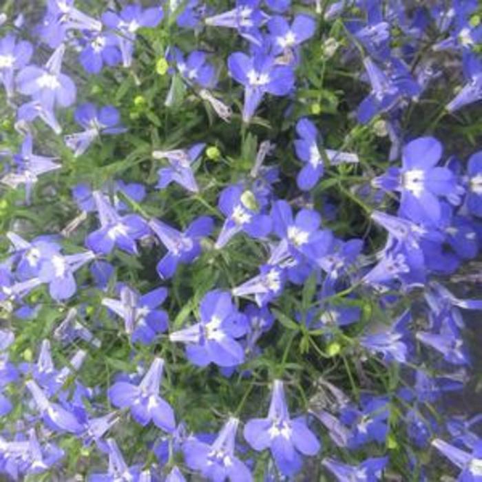 Lobelia | Hot Giant Blue | Bloomfield Garden Center