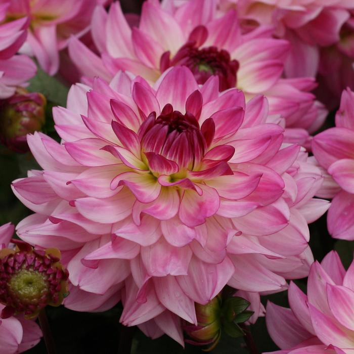 'Sincerity' - Dahlia from Bloomfield Garden Center