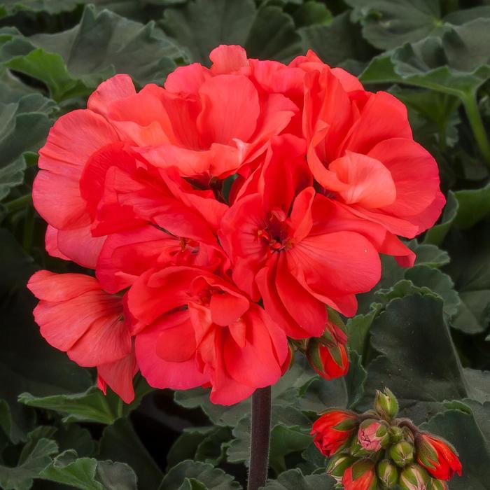 Pretty Little Pink Splash - Geranium - Interspecific from Bloomfield Garden Center