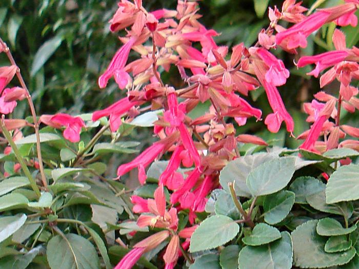 'Wendy's Wish' Sage - Salvia from Bloomfield Garden Center