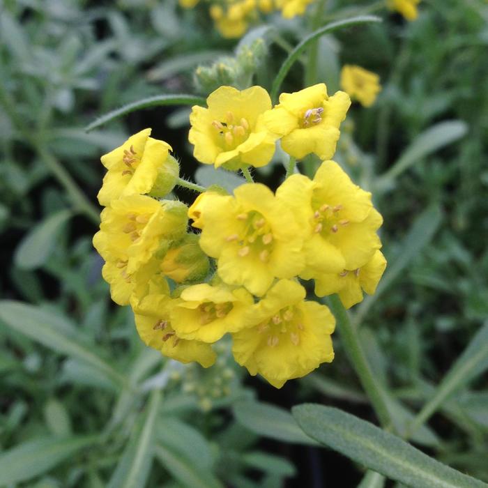 'Mountain Gold (Berggold)' - Alyssum montanum from Bloomfield Garden Center