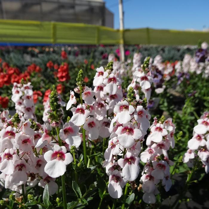 Towers of Flowers® 'Cherry Blossom' - Diascia (Twinspur) from Bloomfield Garden Center