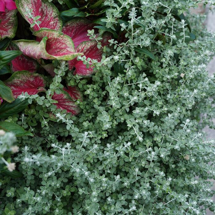 Proven Accents® 'Petite Licorice' - Helichrysum petiolare (Licorice Plant) from Bloomfield Garden Center