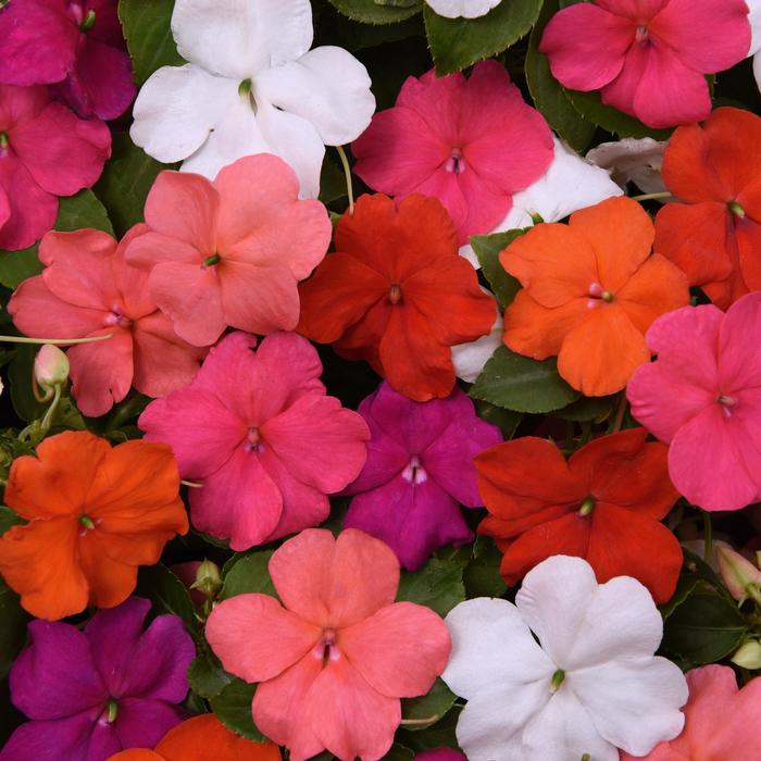 Beacon® 'Formula Mix' - Impatiens walleriana from Bloomfield Garden Center