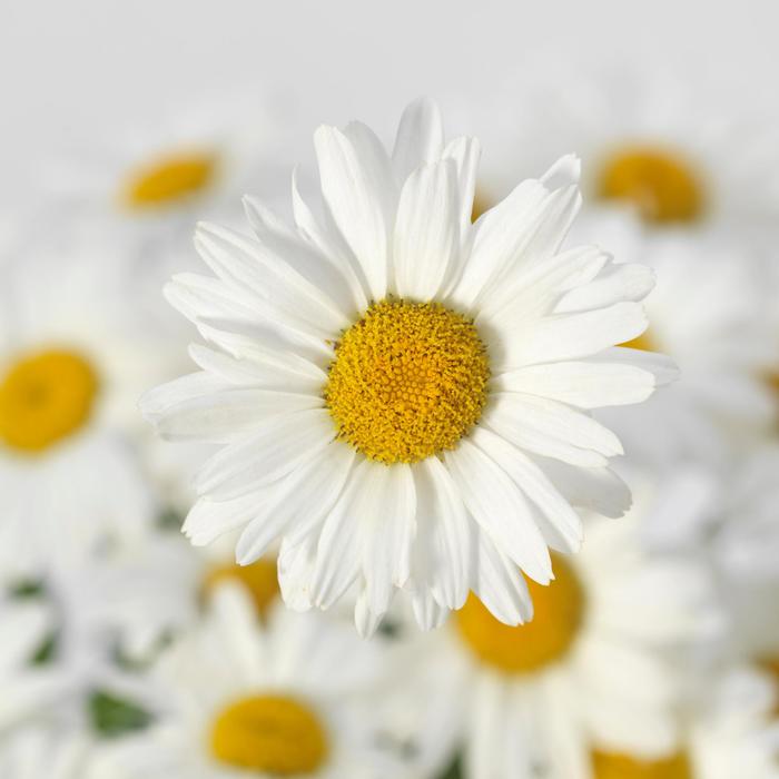 'White Lion' Shasta daisy - Leucanthemum x superbum from Bloomfield Garden Center