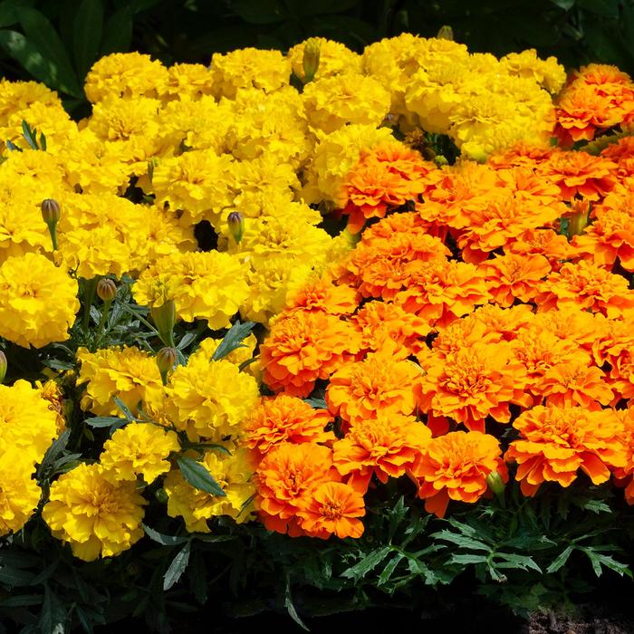 Happy™ Mix - Tagetes patula nana (French Marigold) from Bloomfield Garden Center