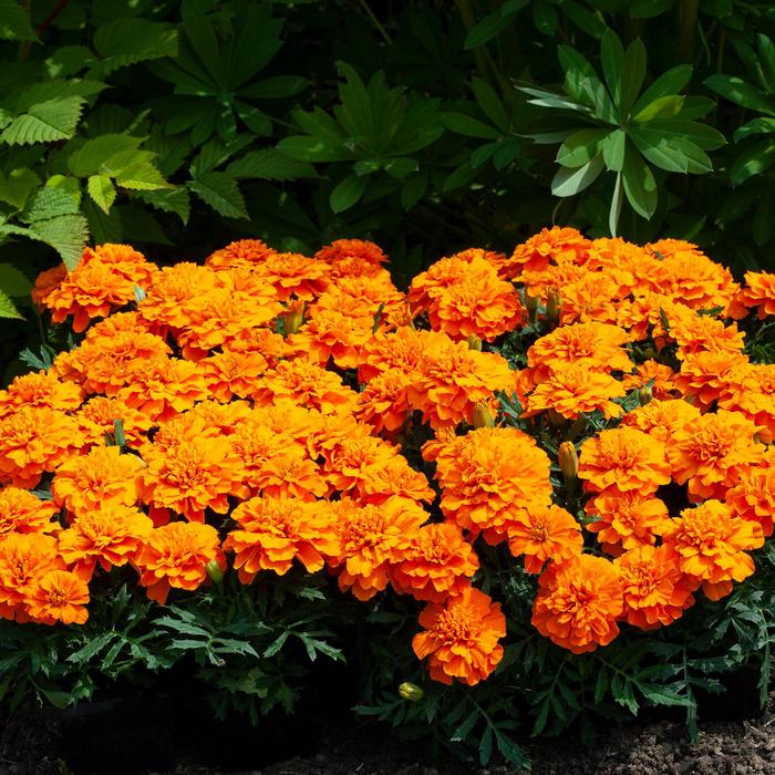 Happy™ Orange - Marigold - French from Bloomfield Garden Center