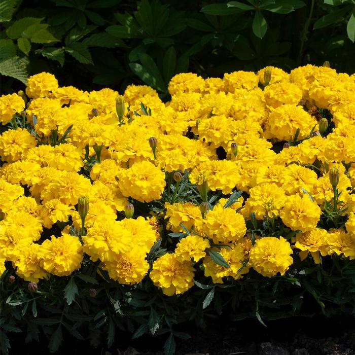 Happy™ Yellow - Marigold - French from Bloomfield Garden Center