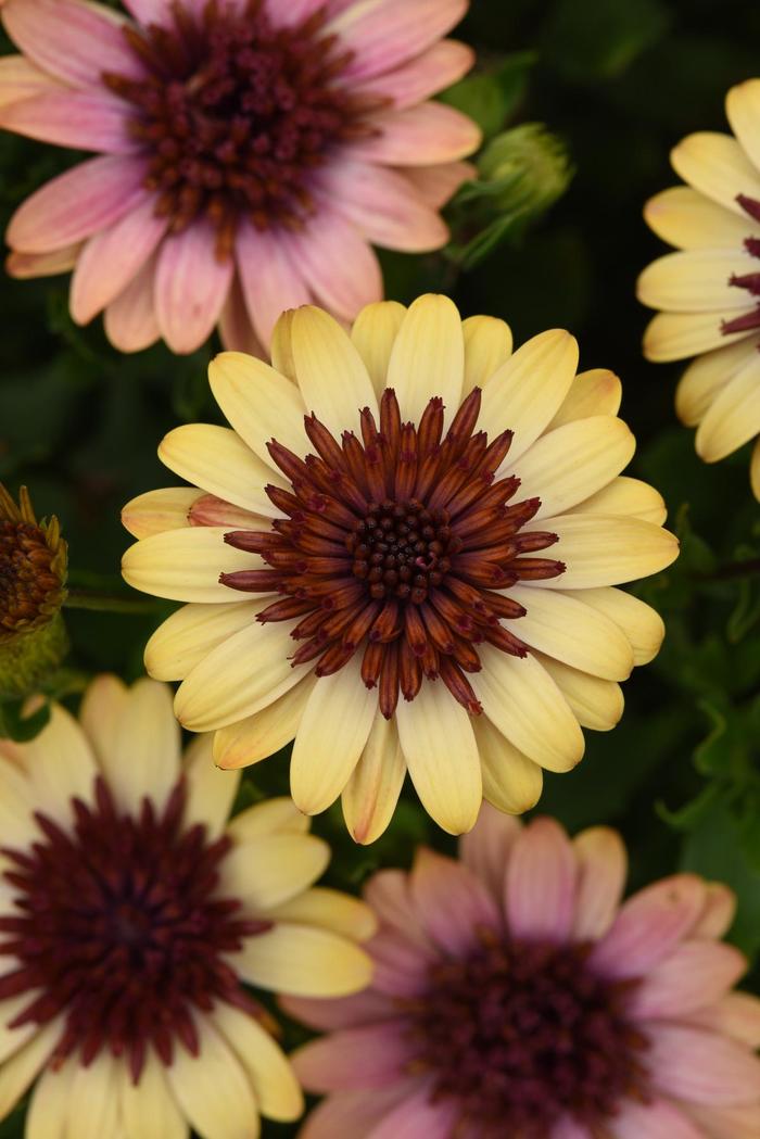 4D™ 'Harvest Moon' - Osteospermum (African Daisy) from Bloomfield Garden Center