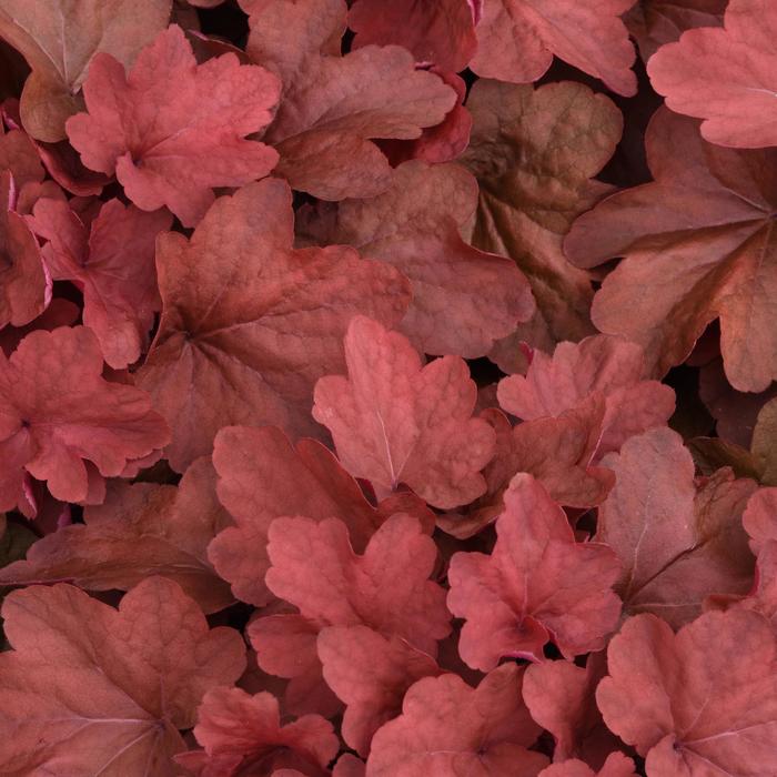 'Carnival Cinnamon Stick' Coral Bell - Heuchera from Bloomfield Garden Center