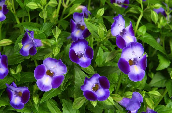 Purple Moon™ Wishbone Flower - Torenia from Bloomfield Garden Center