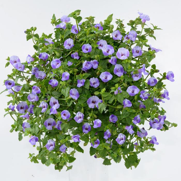 Blue Moon™ Wishbone Flower - Torenia from Bloomfield Garden Center