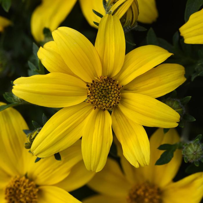 'Sun Drop Improved' - Bidens ferulifolia from Bloomfield Garden Center