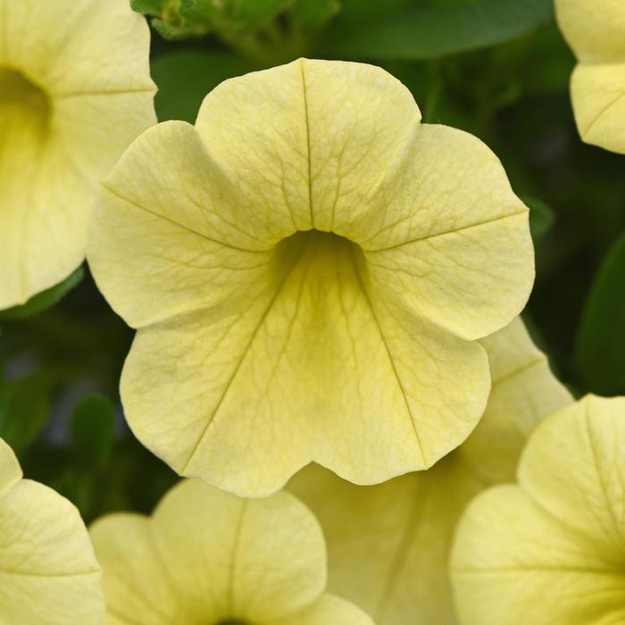 Cabaret® 'Lemon Yellow Improved' - Calibrachoa (Mini Petunia) from Bloomfield Garden Center