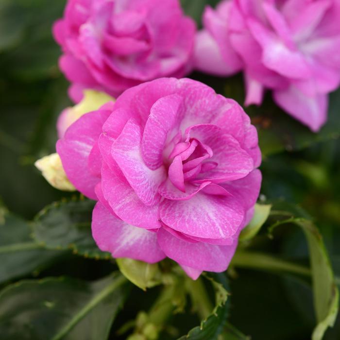 Fiesta™ 'Stardust Purple' - Impatiens walleriana from Bloomfield Garden Center