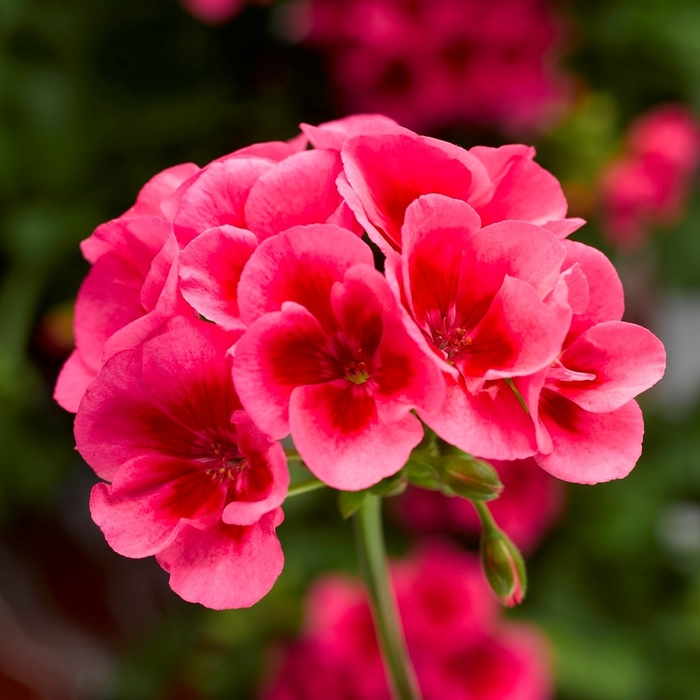 Calliope Large Rose Mega Splash - Geranium - Interspecific from Bloomfield Garden Center