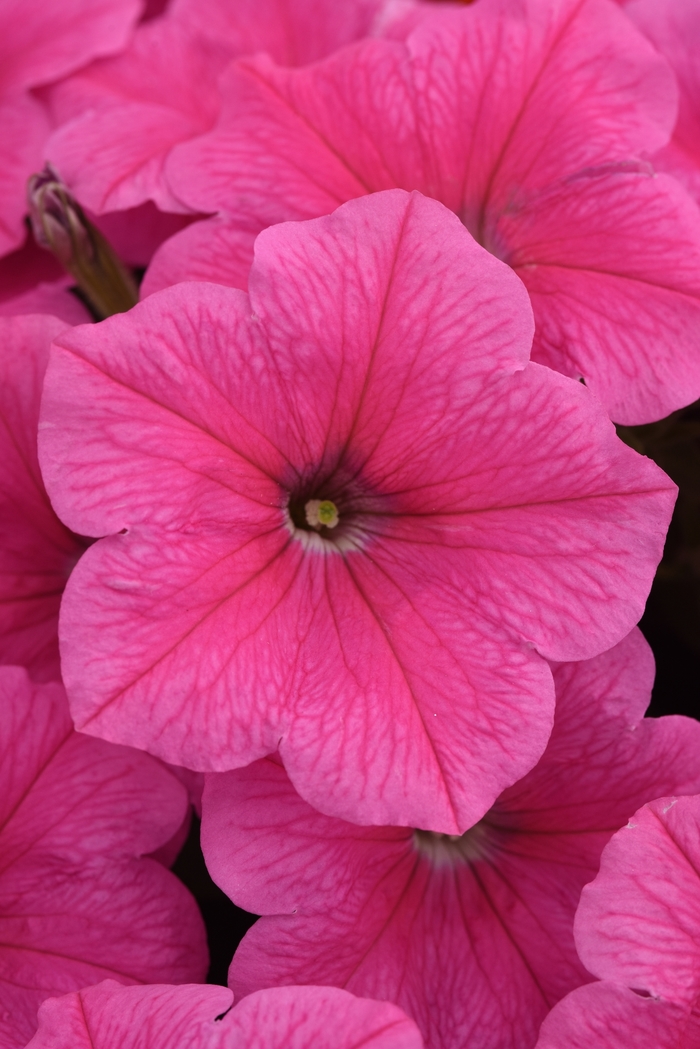 Petunia Easy Wave E3 Easy Wave® Pink Cosmo Bloomfield Garden Center