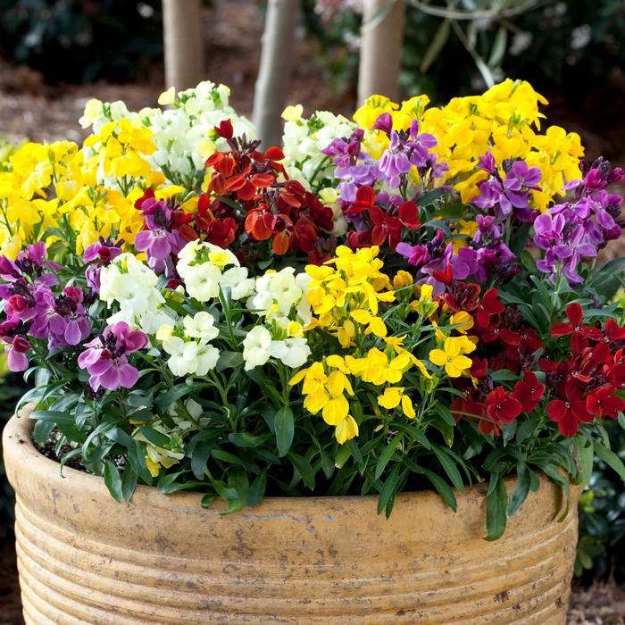 Sugar Rush™ Mix - Erysimum cheiri (Wallflower) from Bloomfield Garden Center